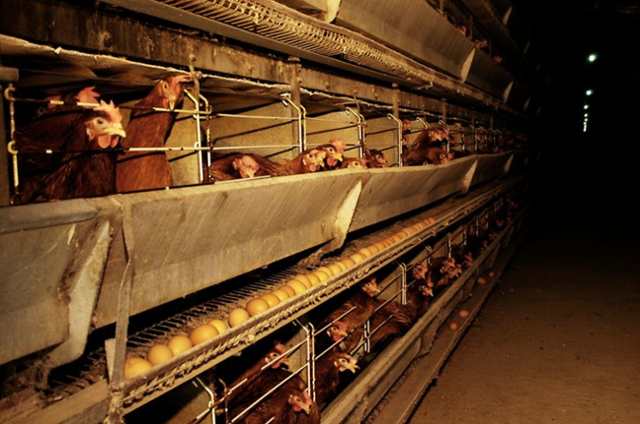 정부는 산란계 사육 면적을 0.025㎡ 늘리기로 한 축산법 시행령 시행을 2027년으로 2년 늦췄다. 게티이미지뱅크