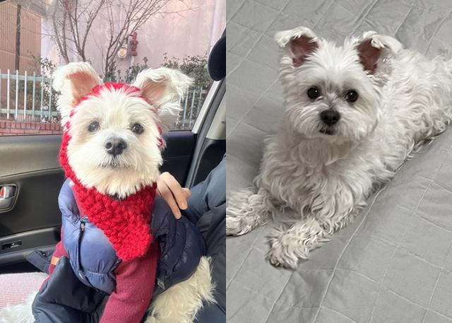 온돌이 너무 귀엽개!보호자 제공