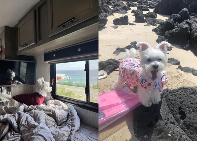 : 온통 새로운 냄새에 신났던 하루야,그런데 행복해하는 누나,형아와 함께하는 게 제일 좋았개!보호자 제공