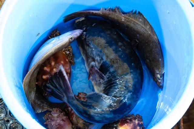 주문진항 수산물 좌판 풍물시장에서 오징어와 검복(밀복·가운데)를 구매하자 용가자미 2마리와 멍게 4마리를 덤으로 받았다.