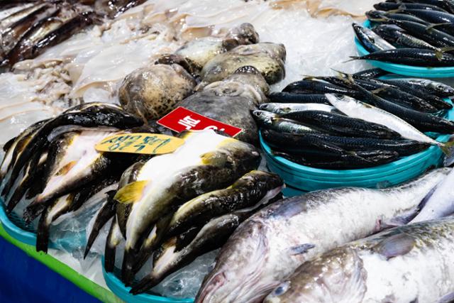 주문진항 수산물 좌판 풍물시장에 검복(밀복) 등 제철 어종이 진열돼 있다.