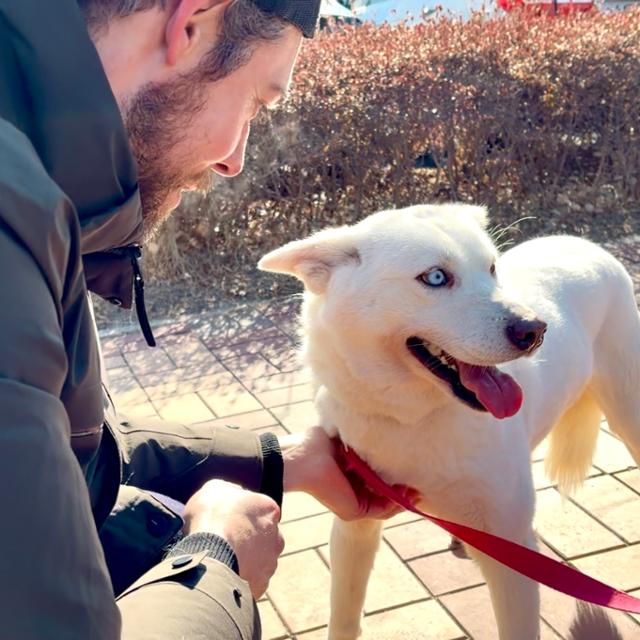 지난 20일 인천 중구 인천국제공항 물류단지에서 출국을 앞두고 대기하던 구조견 '스텔라'의 모습.스텔라는 지난해 5월 구조됐지만 새끼를 낳아 해외입양이 미뤄져 이제야 출국길에 오르게 됐다.동그람이 정진욱