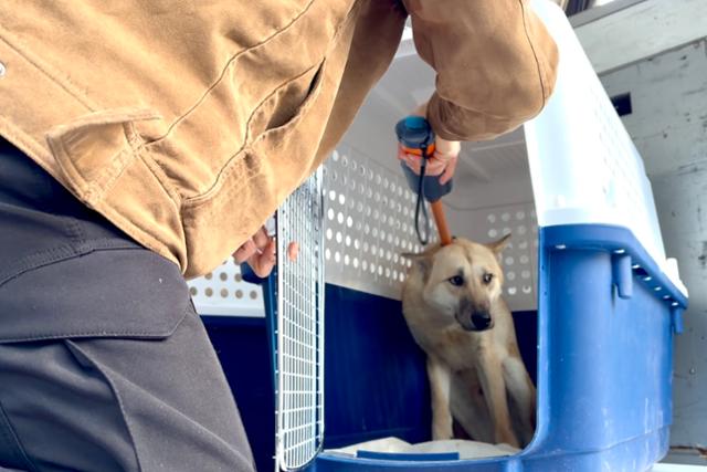 지난 20일 인천 중구 인천국제공항 정부종합청사에서 해외입양 목적으로 출국하는 16마리 개에 대한 검역 작업이 진행 중이다.동그람이 정진욱