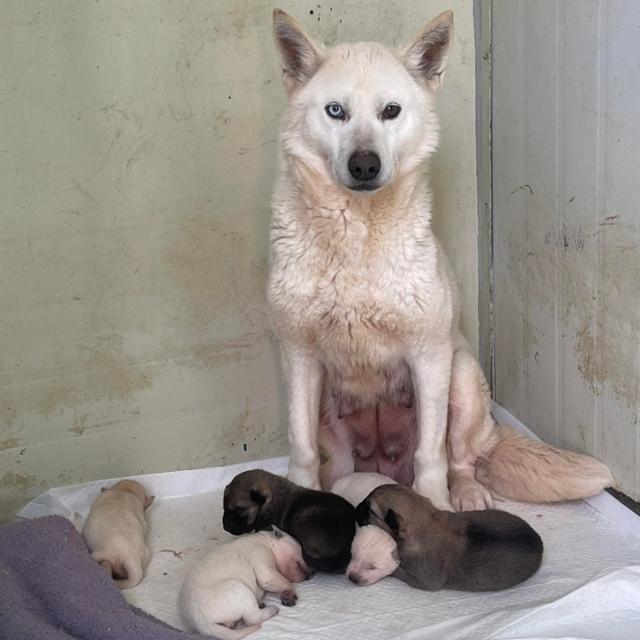 지난해 5월,충북 청주의 개 농장에서 구조된 개 '스텔라'의 모습.스텔라는 당시 다섯 마리 새끼를 출산했고 이로 인해 해외로 출국하는 기간이 뒤로 밀렸다.스텔라는 다섯 마리 새끼들과 함께 지난 20일 캐나다 몬