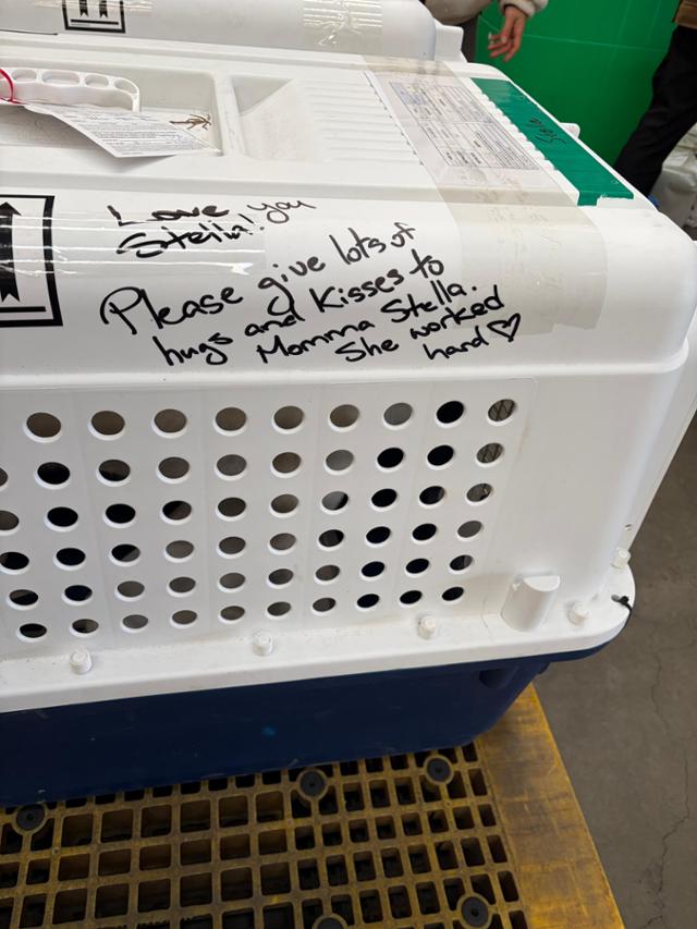 "스텔라에게 사랑을 주세요.많이 안아주고 입 맞춰 주세요.그동안 엄마로서 매우 힘들게 보내왔거든요." 배우 조쉬 뉴튼 씨가 스텔라의 이동장에 적은 문구.동그람이 정진욱