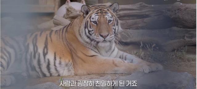 2006년 충북 청주동물원에서 태어나 24일 자연사한 호랑이 이호의 생전 모습.청주시 유튜브 영상 캡처