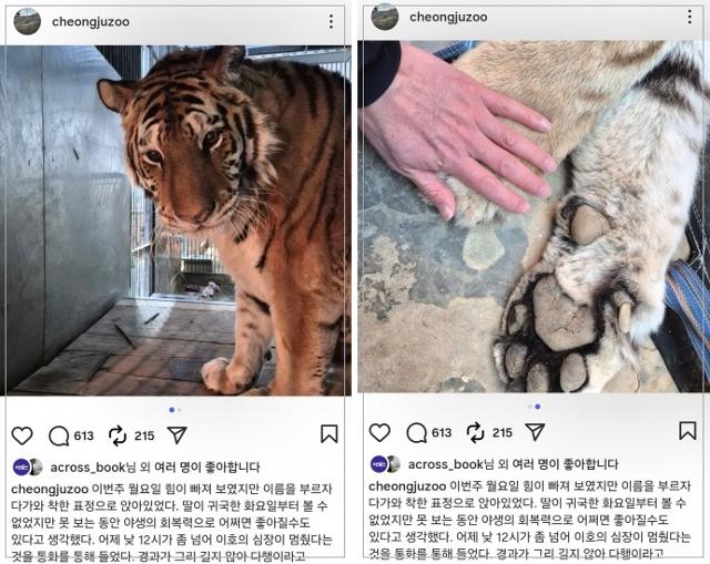 호랑이 '이호'가 세상을 떠났다는 소식을 알리는 충북 청주동물원의 인스타그램 게시물.청주동물원 인스타그램 캡처