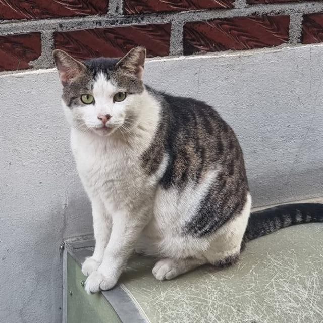 TNR(Trap-Neuter-Return, 포획-중성화-방생)의 득과 실