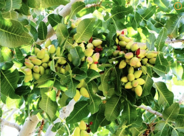 피스타치오와 심혈관, 그리고 두쫀쿠