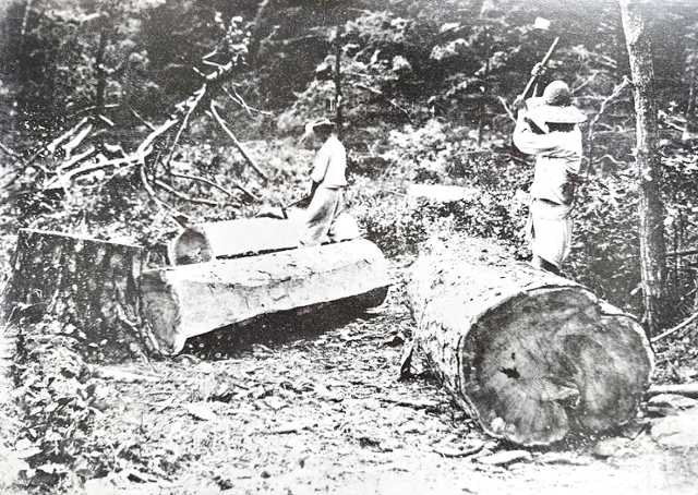 왕실 보호 '금강송' 매년 10만 그루 뎅강... 일제, 원시림까지 수탈