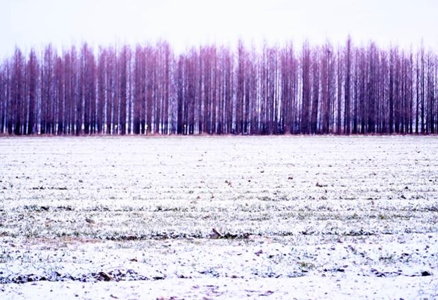 보리싹, 겨울을 밀어 올리다