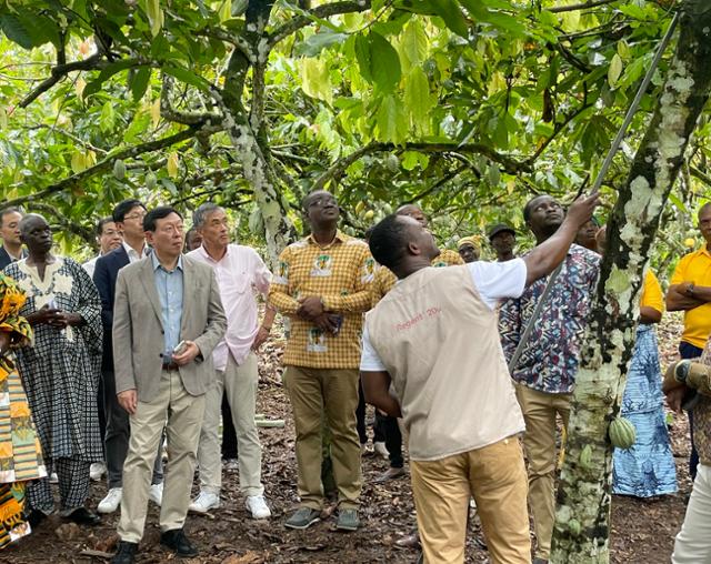 신동빈(왼쪽 두 번째) 롯데그룹 회장이 2024년 10월 한일 롯데 식품사 경영진과 함께 지속 가능한 사업 역량 확보를 위해 방문한 가나 수훔 지역 카카오 농장에서 재배 환경에 대한 설명을 듣고 있다. 롯데지주 제공
