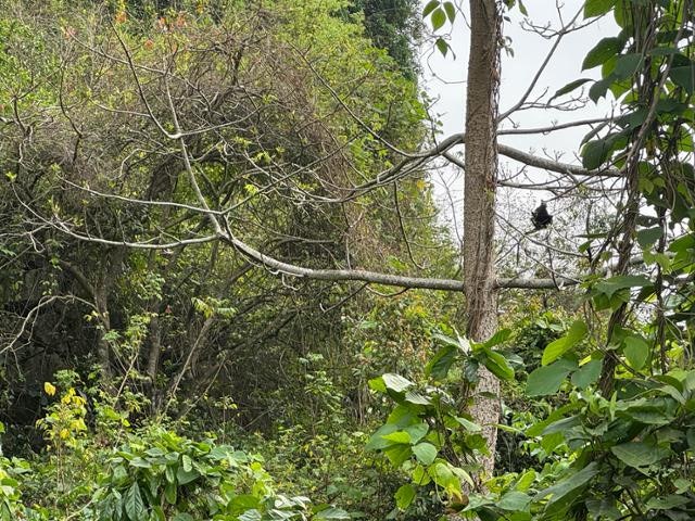 [르포] 수풀 속 원숭이까지 AI로 추적…중국의 '디지털 일대일로'