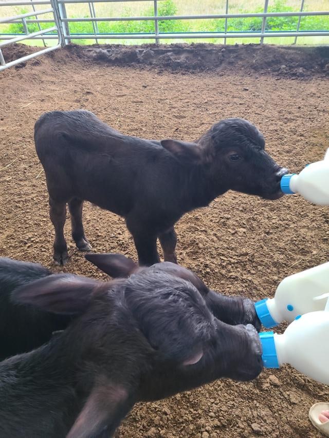 국내 첫 이탈리안 물소 번식 성공 '고부가 낙농 전환점'