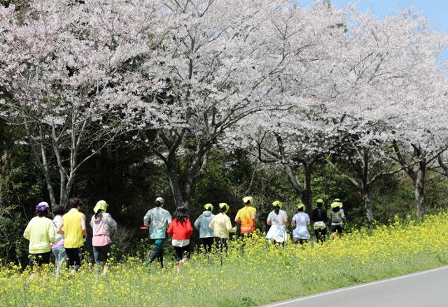 5일 제주 서귀포시 표선면 가시리 녹산로에서 시민들이 유채꽃을 따라 뛰고 있다. 뉴스1