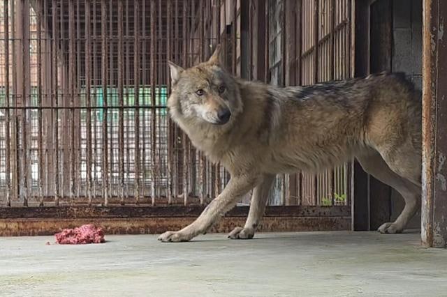 늑구의 탈출, 동물원을 다시 묻다 [생명과 공존]