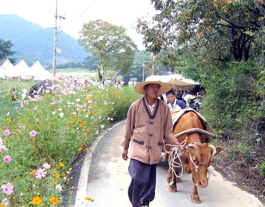 2005년 전북 정읍시 산내면 능교리 소금실 마을 어귀의 코스모스 길. 새마을운동이 한창이던 1970년대에는 학생들이 길가에 코스모스를 심어 농촌 마을에 코스모스길이 많았지만, 지금은 코스모스길이 많이 사라졌다. 연