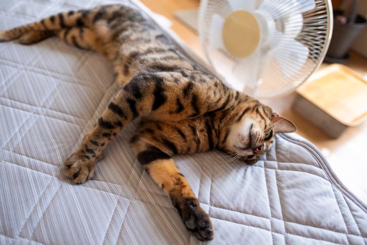 선풍기 앞에 있는 고양이.게티이미지뱅크