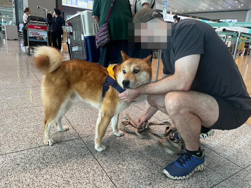 캐나다로 출국 전 공항에서의 도담. 국내 동물 구조단체 제공