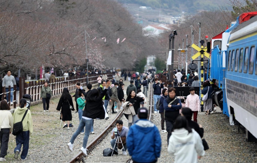 2024년 3월 24일 경남 창원시 진해구 경화역공원을 찾은 관광객들이 '진해군항제'를 즐기고 있다. 창원=뉴스1