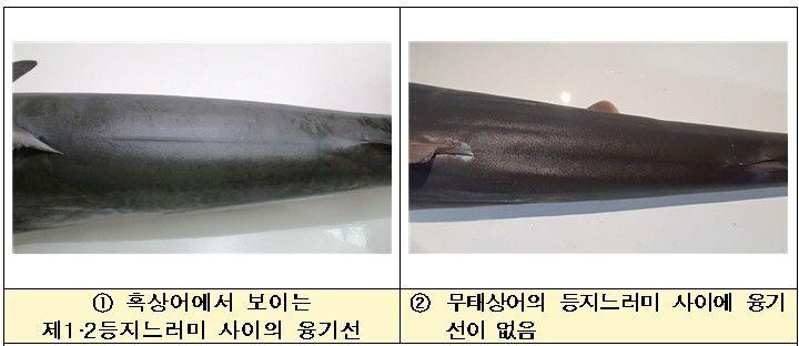 흑상어와 무태상어는 제1·2등지느러미 사이의 융기선 유무에 따라 구분이 가능하다.국립수산과학원 제공