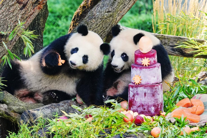 쌍둥이 자이언트 판다 레니(오른쪽·멍하오)와 로티(멍톈)가 두 번째 생일을 하루 앞둔 8월 21일 독일 베를린 동물원에서 열린 언론 공개 행사에서 먹이를 먹고 있다. 베를린=AP 연합뉴스