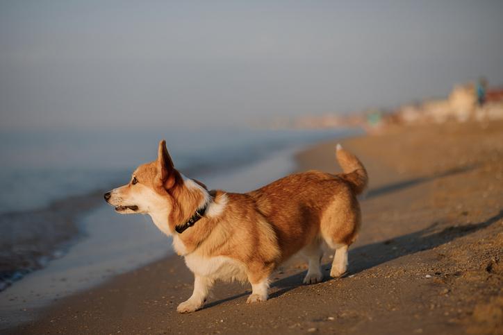 물가에 대한 좋지 않은 기억이 생긴 강아지는 어떻게 도와줄 수 있을까요? 게티이미지뱅크