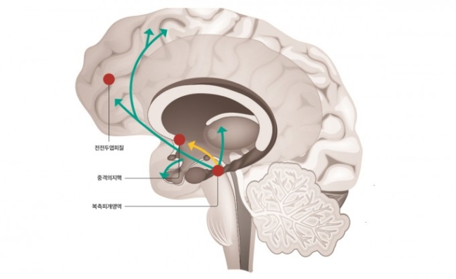 보상 행동을 담당하는 주요 뇌 부위 및 도파민 경로 - 보상 행동을 담당하는 뇌의 중요부위는 복측피개영역과 중격의지핵 그리고 전전두엽피질이다(빨간 원). 한편 도파민을 분비하고 수용하는 경로는 총 네 가지로 각각의