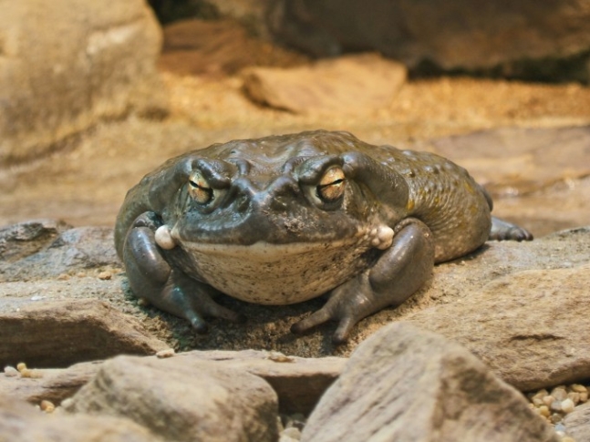콜로라도강 두꺼비. 위키미디어 제공