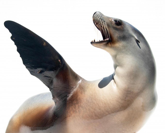 만 15살의 암컷 캘리포니아 바다사자(학명 Zalophus californianus) 로난.Joel Sartore/Photo Ark/NMFS 23554 제공