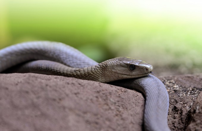 치명적인 독사인 블랙맘바(학명 Dendroaspis polylepis).독사의 독은 신경계나 세포에 작용해 마비,호흡장애,출혈장애 등을 일으켜 사망에 이르게 하거나 영구적인 신체 손상을 유발한다.게티이미지뱅크