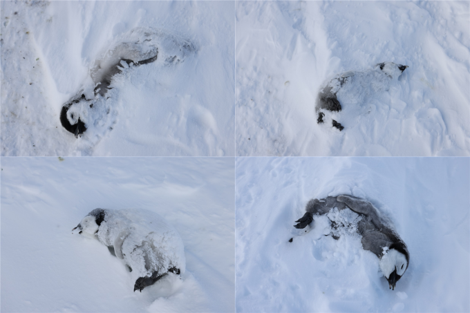 굶어 죽은 것으로 추정되는 남극 쿨먼섬 황제펭귄 번식지의 새끼 펭귄들. 극지연구소 제공