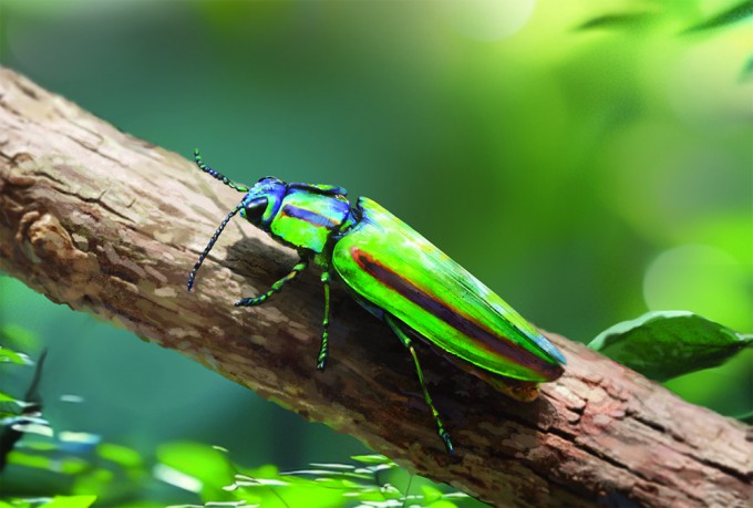 비단벌레.김종우 제공