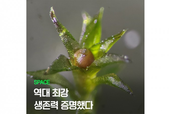 이끼의 포자체.붉은 빛을 띠는 포자낭 속에 다수의 포자가 들어있다.Chang-hyun Maeng 제공