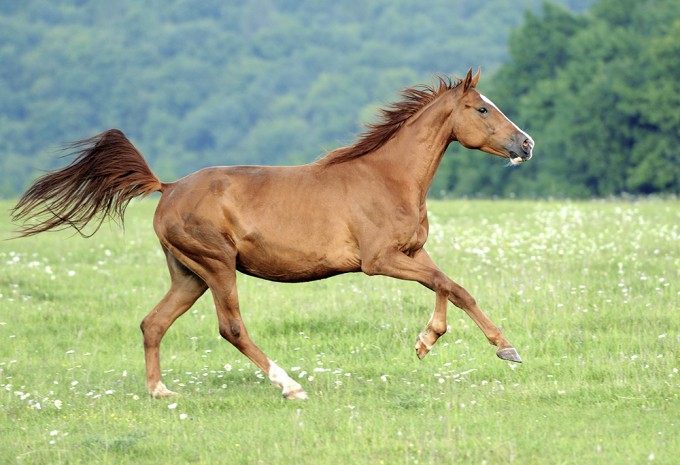 말은 앞다리와 뒷다리의 구조가 다르다.게티이미지뱅크 제공