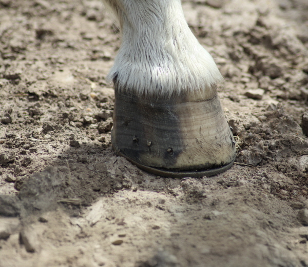 발굽은 발 아래 단단한 조직으로 말이 걷거나 뛸 때 충격을 흡수한다.게티이미지뱅크 제공 