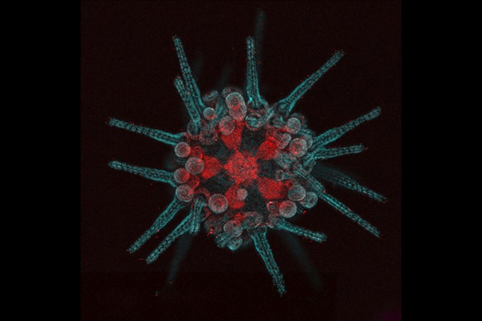 유전자를 염색한 성게의 형태(푸른색)와 신경 전달 물질(붉은색)의 분포.성게의 신경 전달 물질은 성게 몸 전체에 분포돼 있다.(사진 제공: Science Advances)