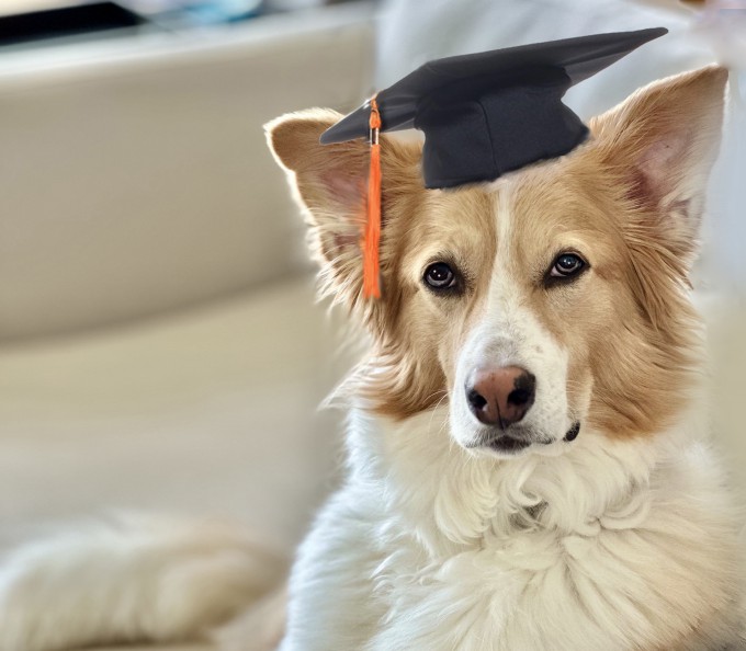 장난감 300개의 이름을 구분할 수 있는 9세 구조견 '쉬라(Shira)'.Tres Hanley 제공