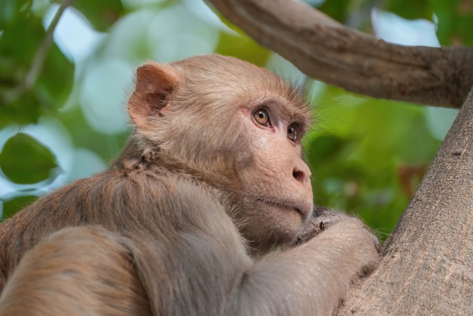 붉은털마카크원숭이.인간과 얼굴 근육 구조,뇌 회로가 유사해 표정 연구에 활용됐다.Giles Laurent,위키미디어 제공