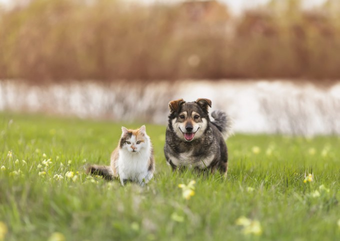 대표적인 반려동물인 고양이와 개. 게티이미지뱅크