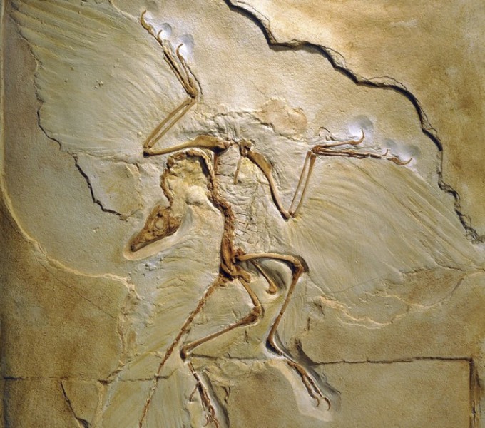 ポケモンアケオスのモチーフとなった1億5000万年前の羽毛恐竜始祖鳥（アルカイオプテリックス）の化石。 Nature, Chris Hellier, Science Photo Library 提供