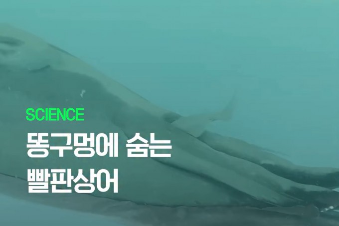2023년 7월 미국 플로리다에서 촬영된 영상.프리다이버가 수컷 성체 만타레이에 접근하자,지느러미 근처에 있던 빨판상어가 총배설강 안으로 몸을 숨기고 있다.Emily A.Yeager et al,<a href=