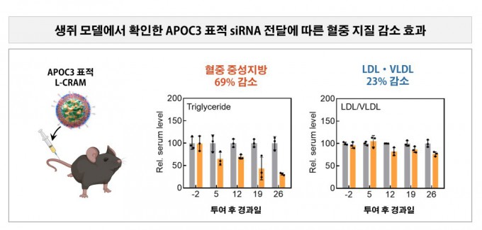 생쥐에서 확인한 L-CRAM 혈중 지방 감소 효과.이종범 교수 제공