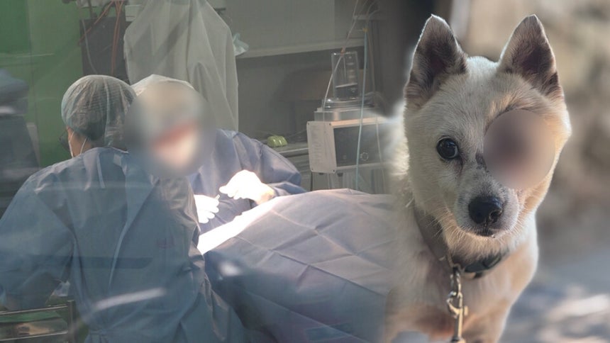 해병대원들에 의해 안구가 적출되는 피해를 입은 강아지 매화 ⓒ시사저널 양선영 디자이너·피해자 측 제공 