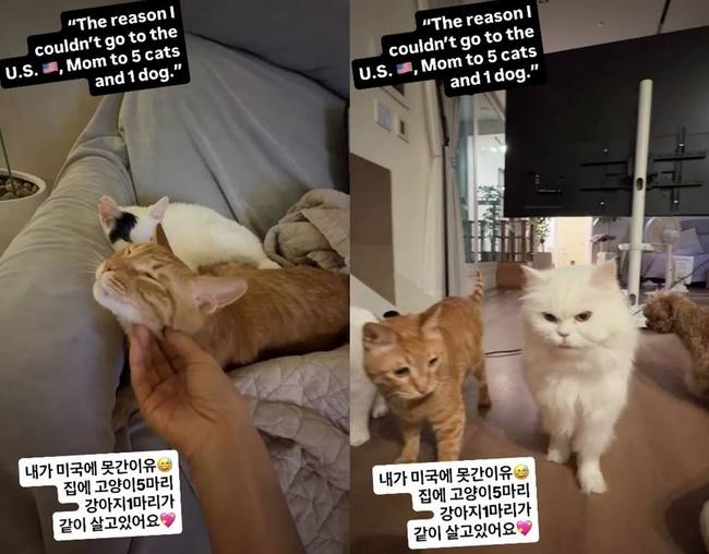 ミナの自宅で寄り添う猫たち。画像には米国へ行けなかった理由として猫5匹と犬1匹がいると記されている。