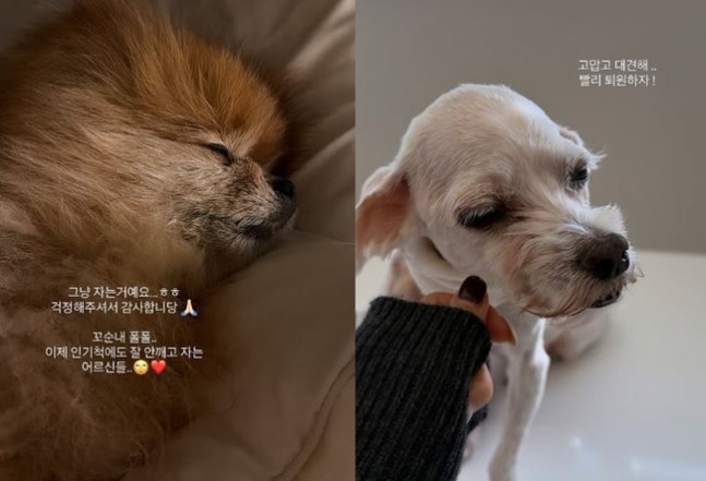 眠る茶色の犬と、手を添えられた白い犬の写真。イ・ソリが愛犬の近況として公開した