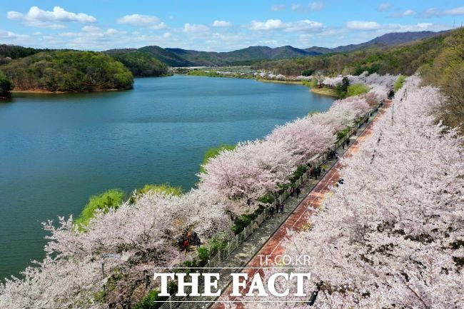 '하얀 4월' 펼쳐진 수원시…<b>벚꽃</b> 명소 5경