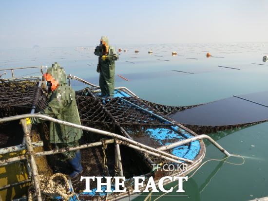 This year, the seaweed aquaculture production in Gyeonggi Province is recorded at 40.89 billion won, the highest ever recorded./Gyeonggi