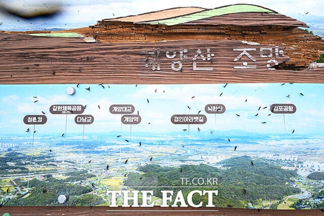 계양산 점령한 <b>러브버그</b> [포토]