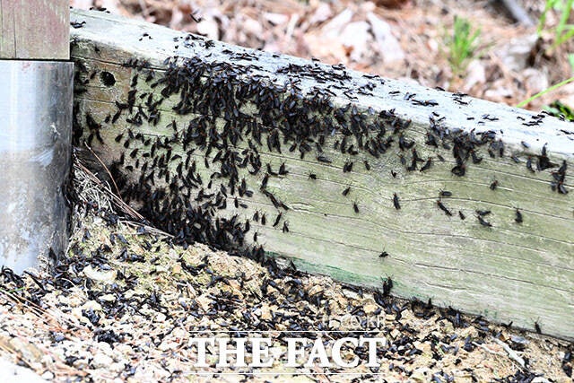 러브버그 무리가 출몰한 계양산.